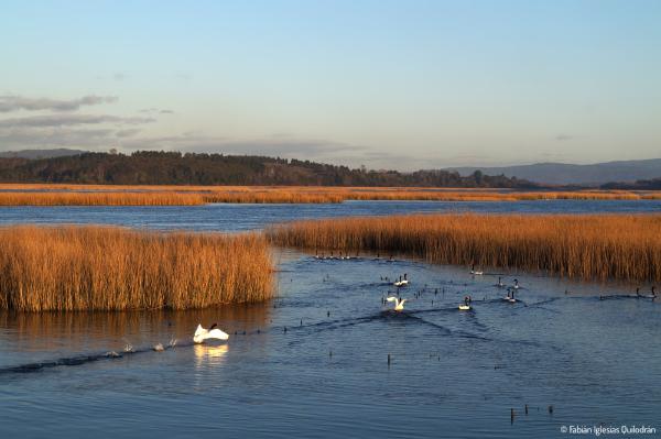 55mm, ƒ/9, 1/800s, ISO400 - 12.07.2015 - Valdivia, Chile. ▶ En los humedales cerca de Valdivia pueden verse cisnes de cuello negro. © Fabián Iglesias.