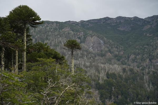 70mm, ƒ/10, 1/100s, ISO100 - 20.02.2024 - Laguna Huenfuica, Chile. ▶ Araucarias al borde de la Laguna Huenfuica, en la ruta de los Lagos Andinos. © Fabián Iglesias.