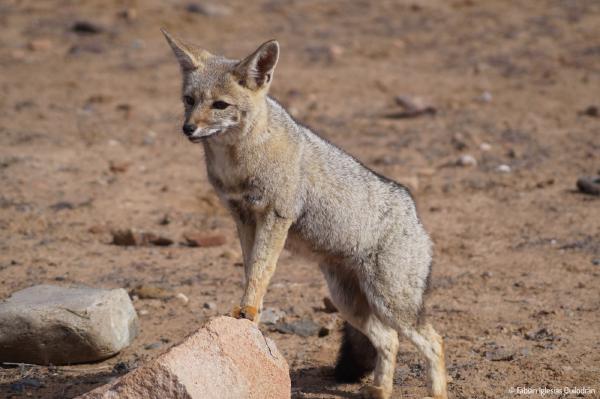 200mm, ƒ/5.6, 1/3200s, ISO400 - 20.10.2021 - Caleta Chañaral, Chile. ▶ Un Zorro Chilla, camino a Caleta Chañaral. © Fabián Iglesias.